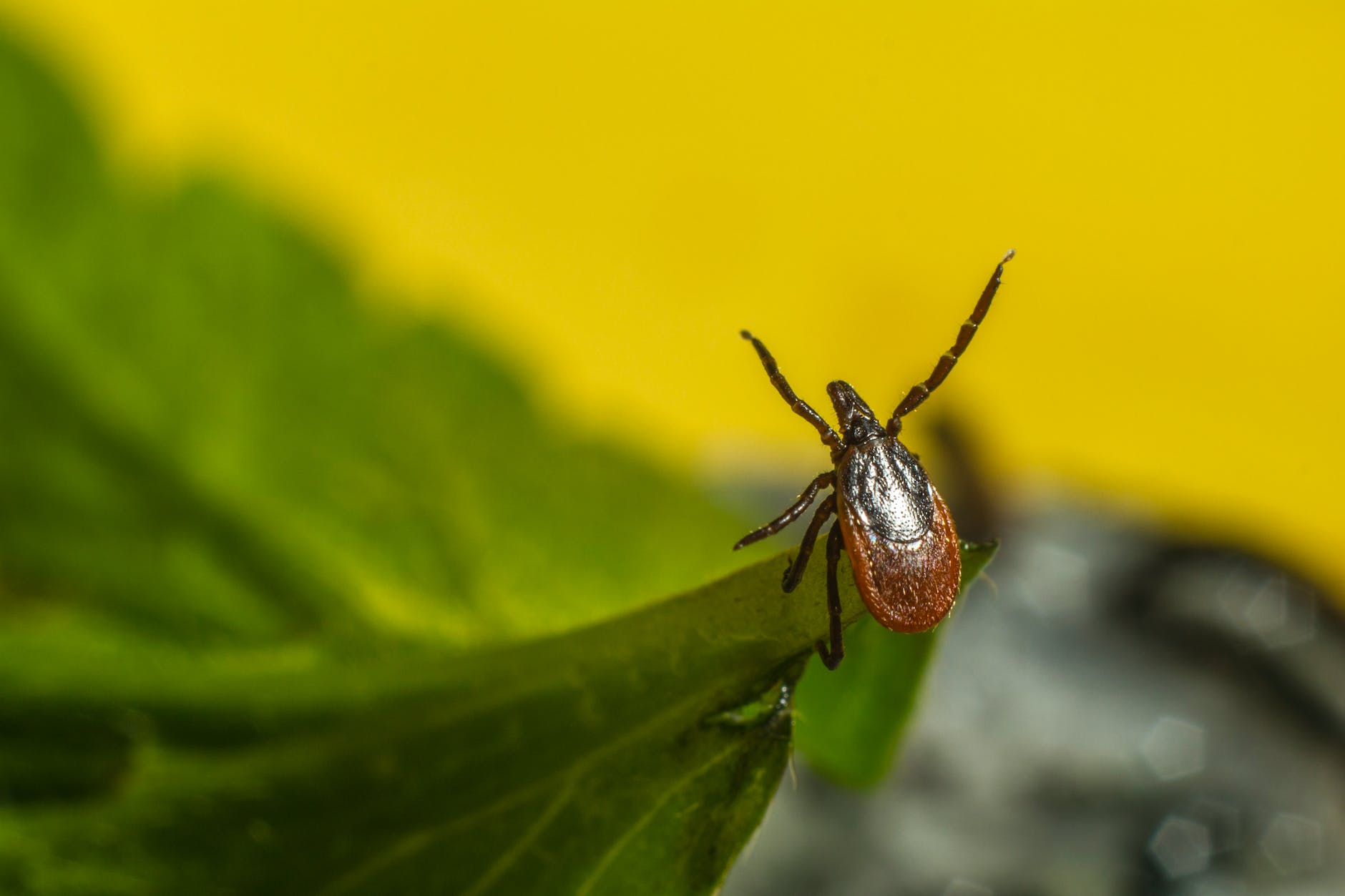 Zoom sur une tique, potentiellement responsable de la transmission de la maladie de Lyme