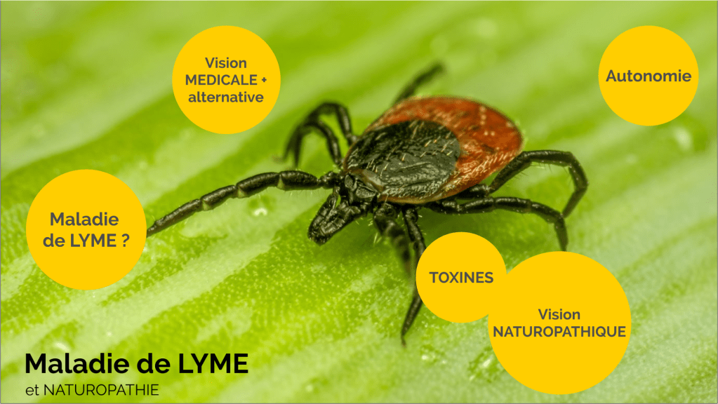 sommaire de la conférence sur la maladie de Lyme:
- Qu'est ce que la maladie de Lyme ?
- Vision médicale et alternative
- Toxines propices au développement de la maladie
- Vision naturopathique
- Les clés pour être autonome