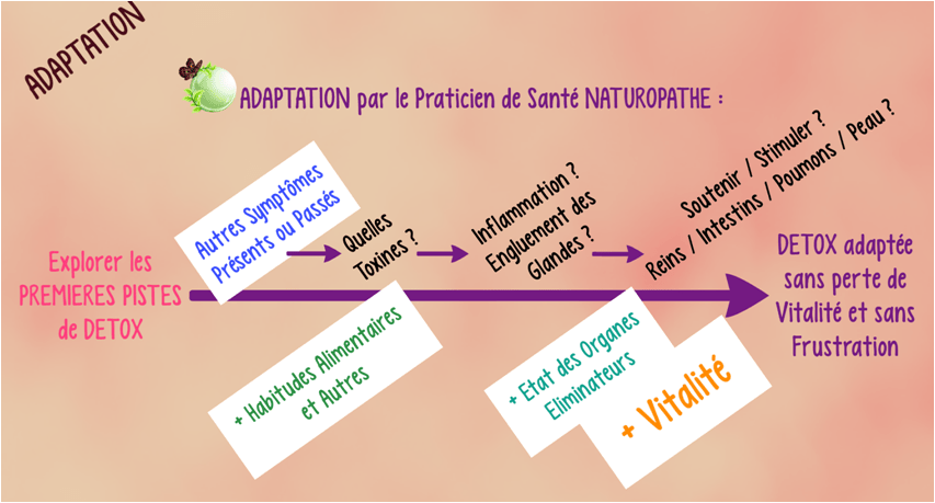 Schéma montrant les principaux points qui vont guider le naturopathe vers une proposition adaptée au cas particulier : quels symptômes ? quelles toxines ? inflammation ? engluement des glandes ? capacité des reins, intestins, poumons, peau, foie ? habitudes alimentaires ? environnement ? vitalité ?
Le but étant de proposer une détox adaptée sans perte de vitalité et sans frustration.