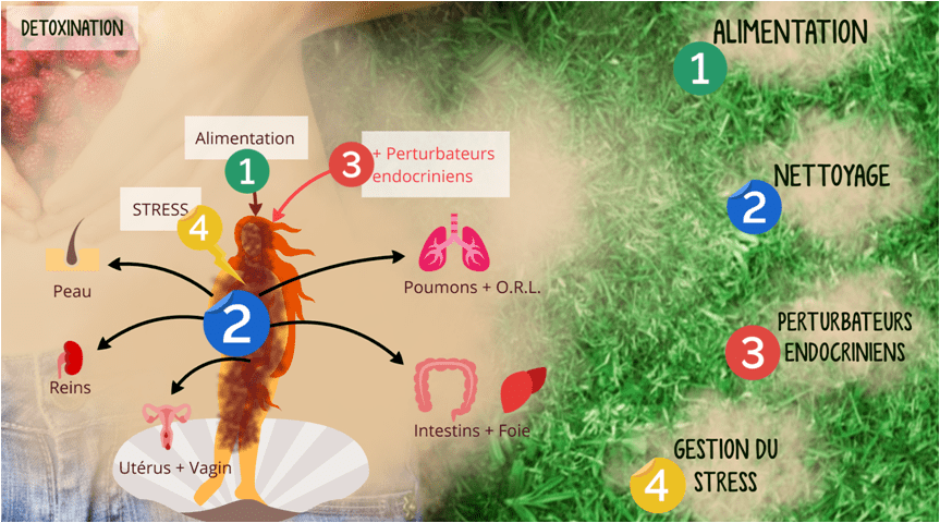 Schéma montrant l'origine de l'encrassement du corps : l'alimentation inadaptée à la personne, les perturbateurs endocriniens, le stress, l'état du foie et des organes éliminateurs (Reins, intestins, peau, poumons).
Les premières pistes de rétablissement des capacités du corps : alimentation, nettoyage, éviction des perturbateurs endocriniens, gestion du stress.