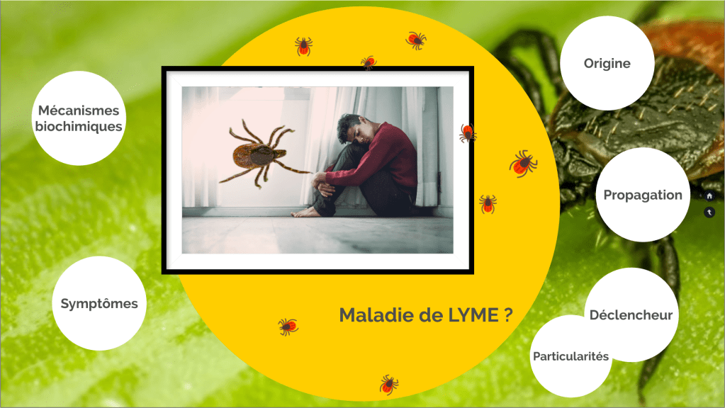 Qu'est-ce que la Maladie de Lyme ?
- Origine
- Propagation
- Déclencheur
- Particularités
- Symptômes
- Mécanismes biochimiques