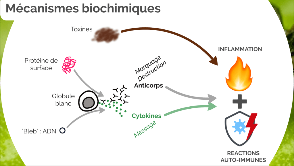 Aperçu des principaux mécanismes biochimiques dans la Maladie de Lyme : inflammation et réactions auto-immunes rendues possibles par l'encrassement du corps